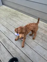 Ruby, a female Poodle - Toy  for sale in Hope, IN – 2 of 4
