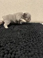 Lilac and Tan male, a male French Bulldog for sale in Hope, IN – 7 of 8
