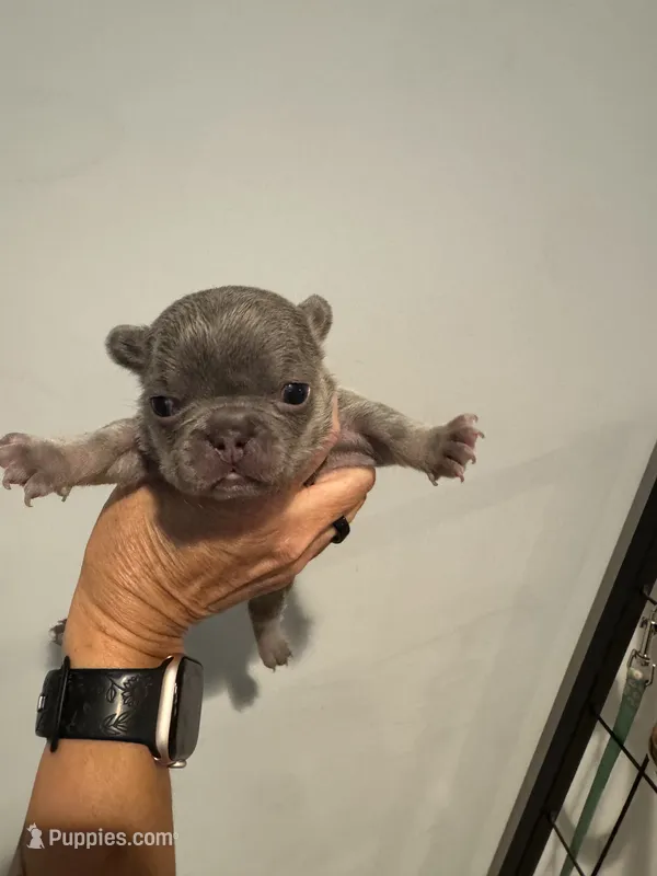 Lilac and tan female  – French Bulldog puppy for sale in Hope, IN
