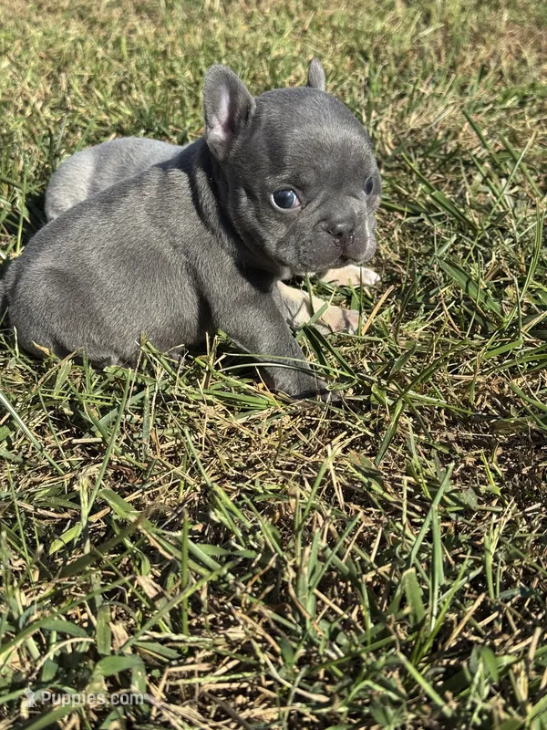 Blue  Boy – French Bulldog puppy for sale in Hope, IN