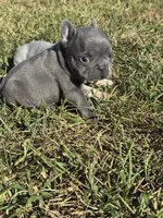 Blue  Boy, a male French Bulldog for sale in Hope, IN – 1 of 7