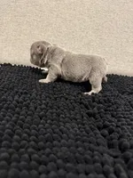 Lilac and tan female , a female French Bulldog for sale in Hope, IN – 7 of 9