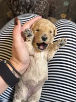 Golden Girl, a male Poodle - Standard  and Miniature Goldendoodle for sale in Hope, IN – 3 of 4