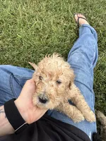 Light Golden Boy, a male Miniature Goldendoodle for sale in Hope, IN – 4 of 4