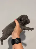 Blue and Tan Boy, a male French Bulldog for sale in Hope, IN – 4 of 8