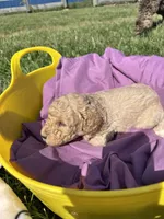 Golden Girl, a male Poodle - Standard  and Miniature Goldendoodle for sale in Hope, IN – 4 of 4