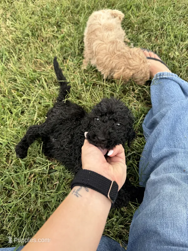 Black boy – Poodle - Standard , Miniature Goldendoodle puppy for sale in Hope, IN