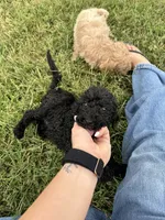 Black boy, a male Miniature Goldendoodle for sale in Hope, IN – 1 of 5