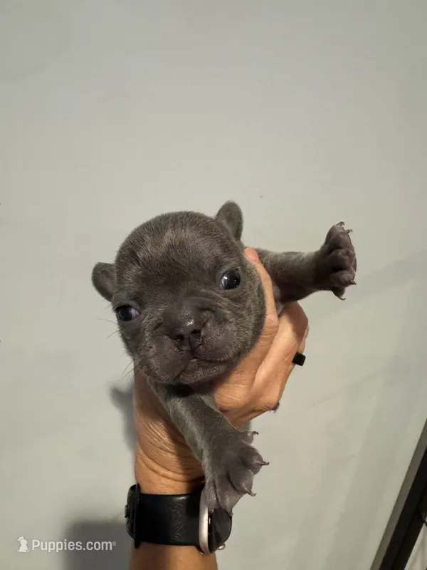 Blue and Tan Boy – French Bulldog puppy for sale in Hope, IN