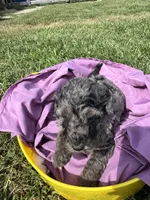 Merle Boy, a male Poodle - Standard  and Miniature Goldendoodle for sale in Hope, IN – 2 of 5