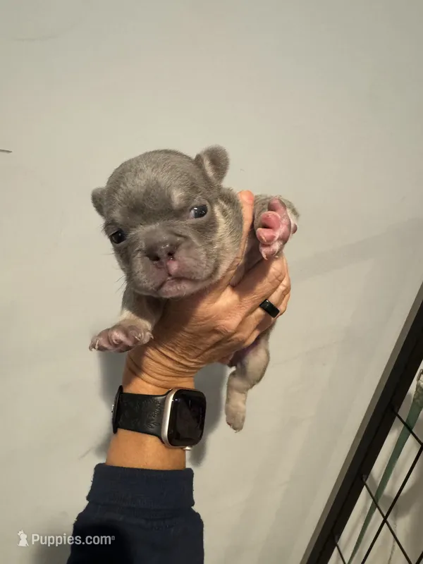 Lilac and Tan male – French Bulldog puppy for sale in Hope, IN