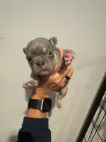 Lilac and Tan male, a male French Bulldog for sale in Hope, IN – 1 of 8
