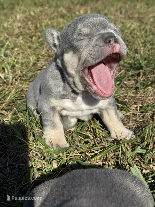 Lilac and Tan male – French Bulldog puppy for sale in Hope, IN