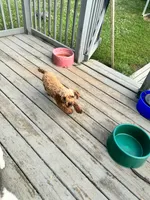 Ruby, a female Poodle - Toy  and Poodle - Miniature  for sale in Hope, IN – 6 of 6