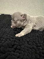 Lilac and tan female , a female French Bulldog for sale in Hope, IN – 6 of 9