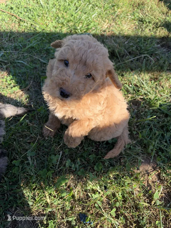 Golden boy – Miniature Goldendoodle puppy for sale in Hope, IN