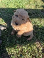 Golden boy, a male Miniature Goldendoodle for sale in Hope, IN – 1 of 6