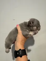 Lilac and Tan male, a male French Bulldog for sale in Hope, IN – 2 of 8
