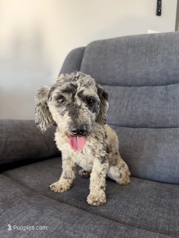Luey – Poodle - Toy  puppy for sale in Hope, IN