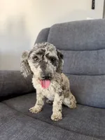 Luey, a male Poodle - Toy  for sale in Hope, IN – 1 of 7