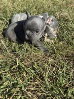 Blue  Boy, a male French Bulldog for sale in Hope, IN – 5 of 7