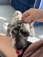 Luey, a male Poodle - Toy  for sale in Hope, IN – 4 of 7