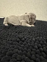 Lilac and tan female , a female French Bulldog for sale in Hope, IN – 2 of 9