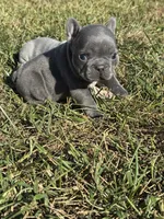 Blue  Boy, a male French Bulldog for sale in Hope, IN – 4 of 7