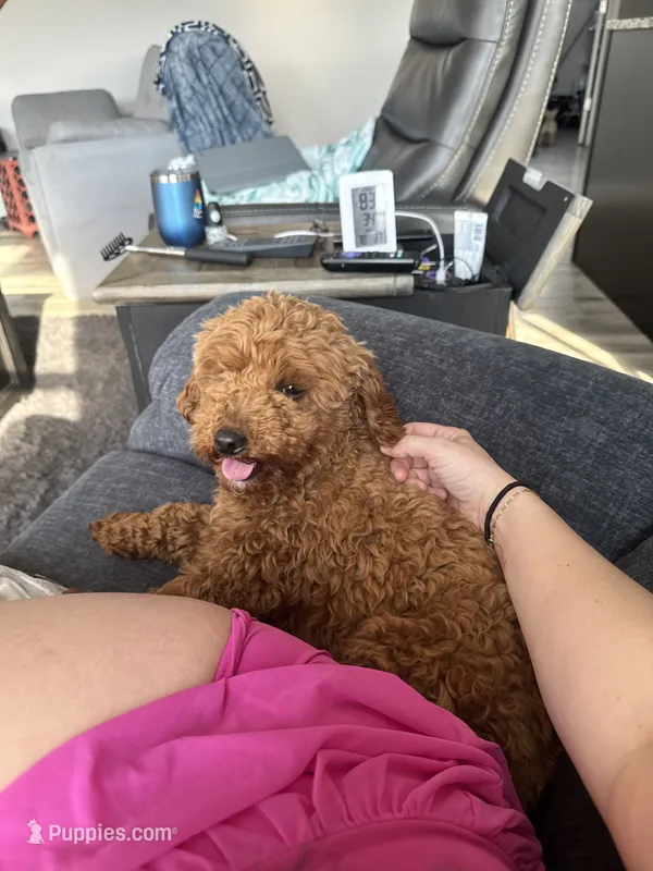 Ruby – Poodle - Toy  puppy for sale in Hope, IN