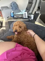 Ruby, a female Poodle - Toy  for sale in Hope, IN – 1 of 4