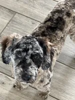Luey, a male Poodle - Toy  for sale in Hope, IN – 2 of 2