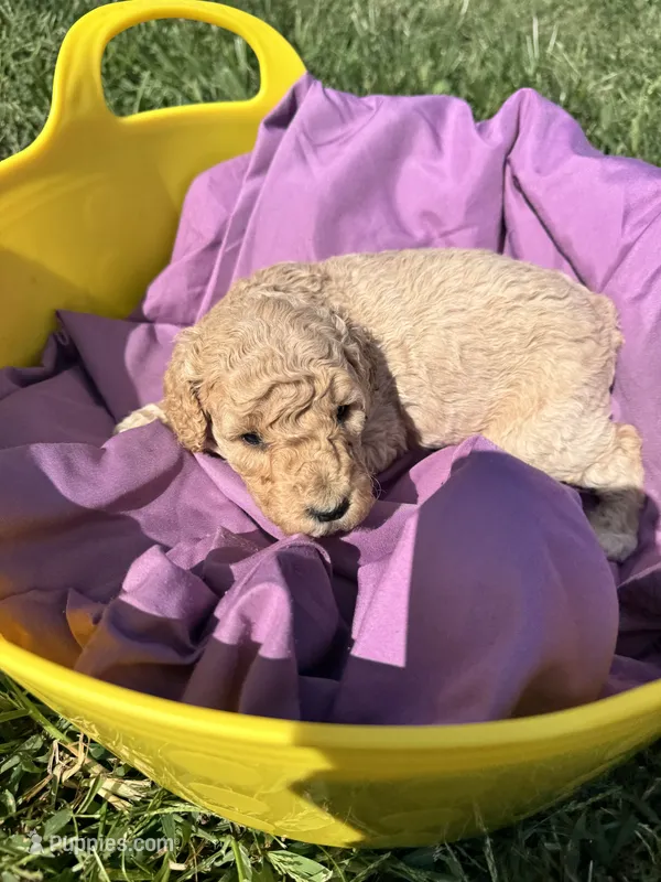 Golden Girl – Poodle - Standard , Miniature Goldendoodle puppy for sale in Hope, IN