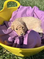 Golden Girl, a male Poodle - Standard  and Miniature Goldendoodle for sale in Hope, IN – 1 of 4