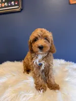 Molly, a female Cavapoo for sale in Carteret, NJ – 3 of 3