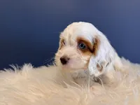 Alex, a male Cockapoo for sale in Carteret, NJ – 6 of 6