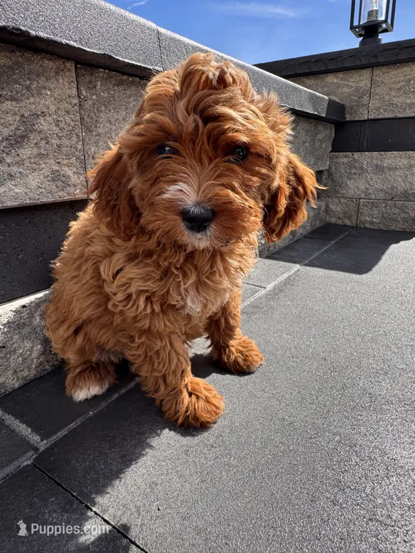 Molly – Cavapoo puppy for sale in Carteret, NJ