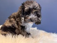 Merle , a male Cockapoo for sale in Carteret, NJ – 3 of 4