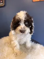 Prince, a male Cockapoo for sale in Carteret, NJ – 4 of 7