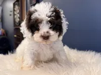 Prince, a male Cockapoo for sale in Carteret, NJ – 3 of 4