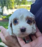 Alex, a male Cockapoo for sale in Carteret, NJ – 2 of 3