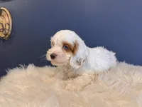 Alex, a male Cockapoo for sale in Carteret, NJ – 2 of 6