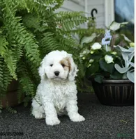 Freddi , a male Cockapoo for sale in Carteret, NJ – 1 of 1