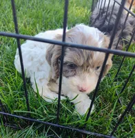 Bella , a female Cockapoo for sale in Carteret, NJ – 3 of 3