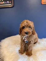 Molly, a female Cavapoo for sale in Carteret, NJ – 2 of 3