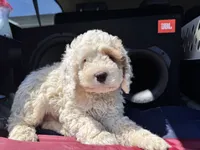 Freddy , a male Cockapoo for sale in Carteret, NJ – 3 of 4