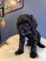  Black , a male Cavapoo for sale in Carteret, NJ – 4 of 6