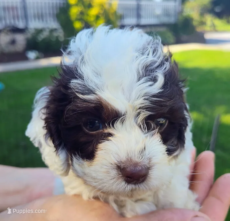 Prince – Cockapoo puppy for sale in Carteret, NJ