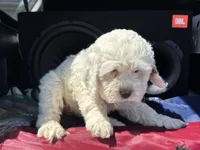 Maya , a female Cockapoo for sale in Carteret, NJ – 4 of 5