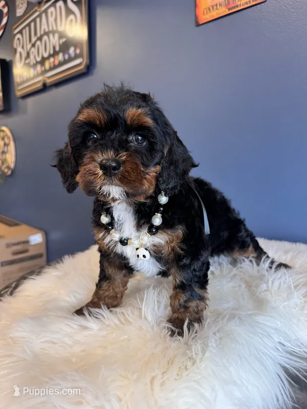 Maya – Cavapoo puppy for sale in Carteret, NJ
