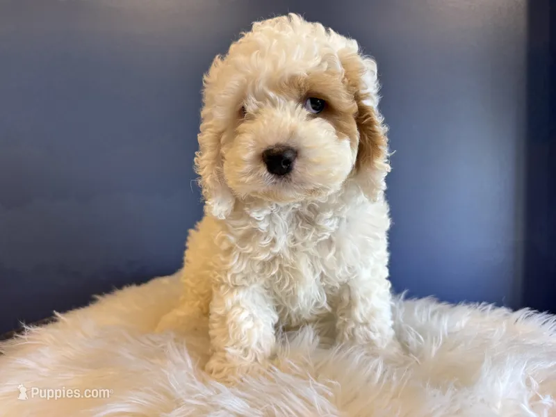 Freddy  – Cockapoo puppy for sale in Carteret, NJ